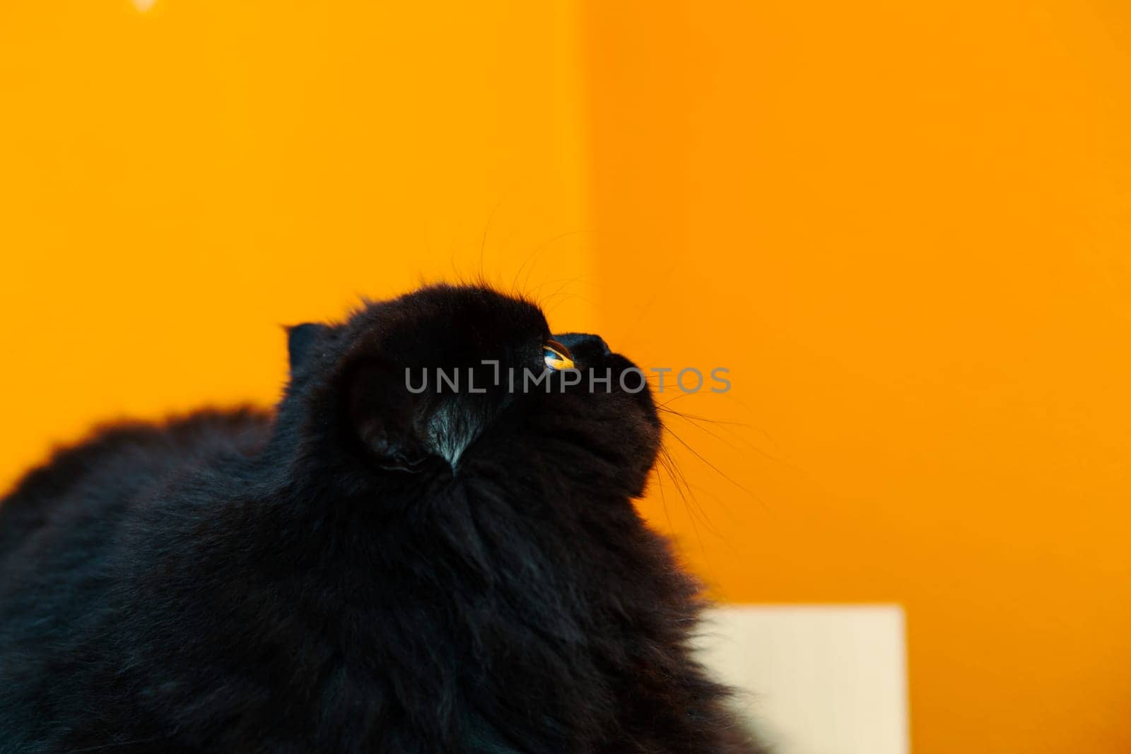 Black male cat looking up at orange background