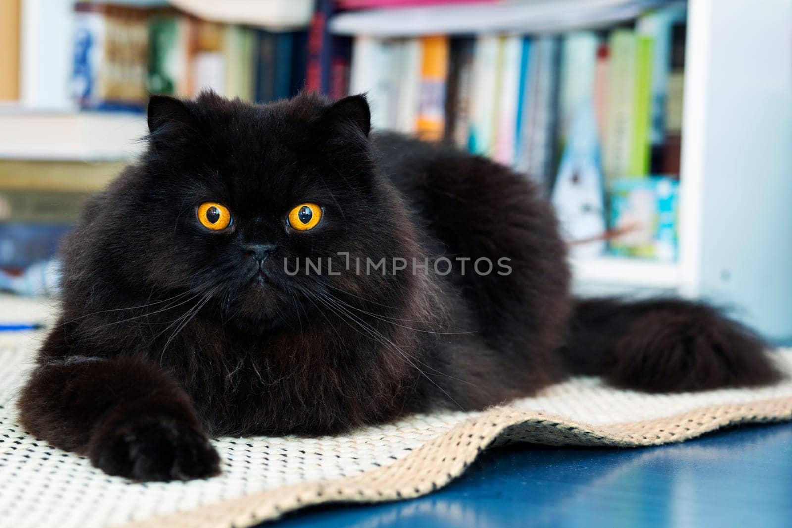 Black male cat show interest at photo camera