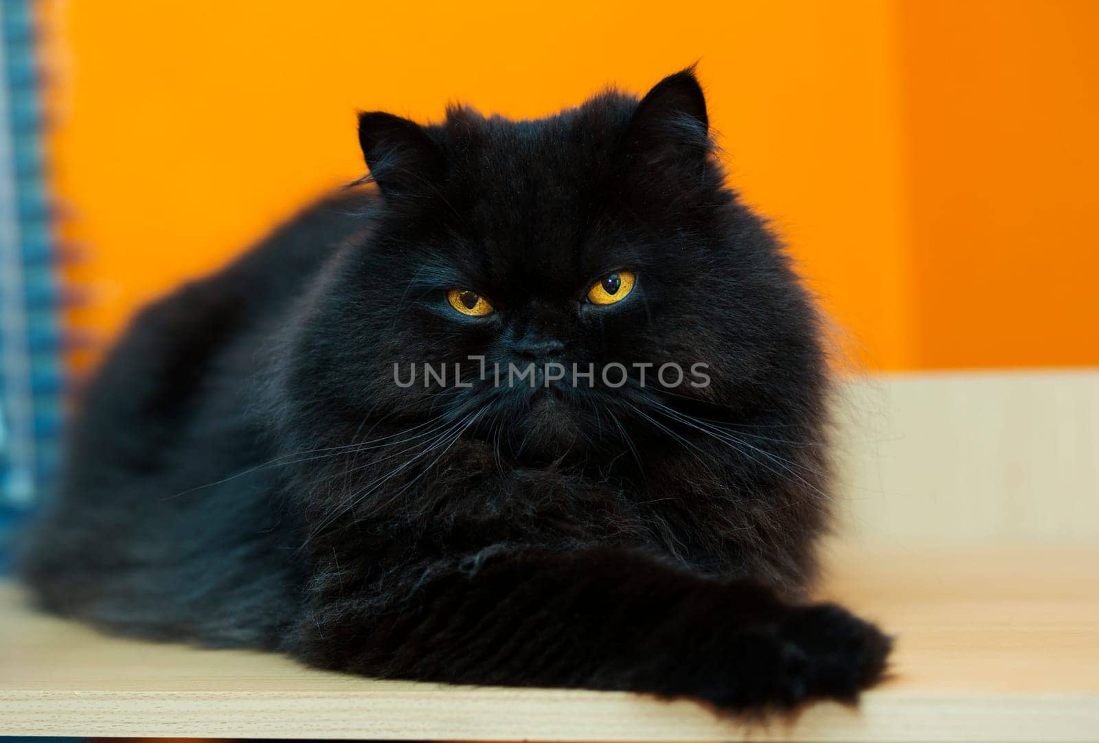 Black male cat express anger at orange background