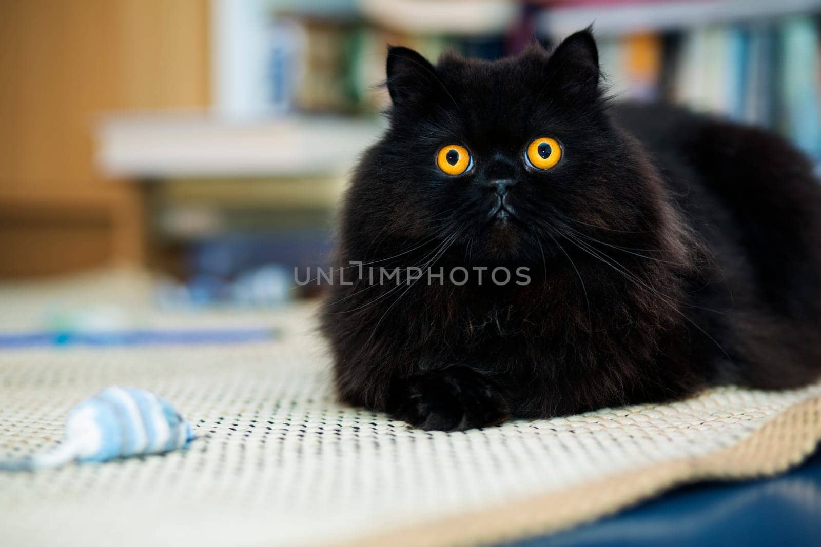 Black male cat looking curiously at photo camera