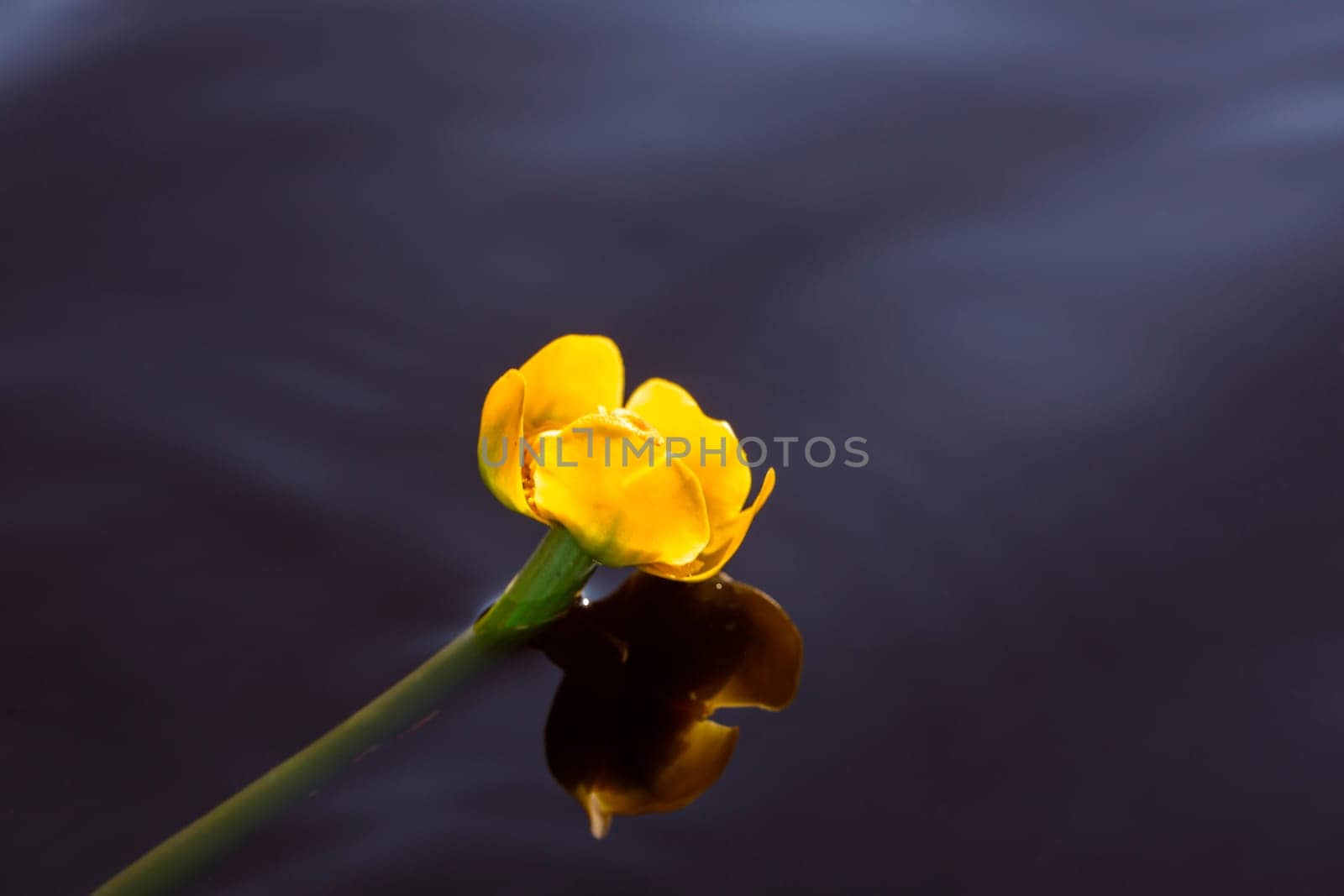 Zoomed water lilly swims at lake calm surface