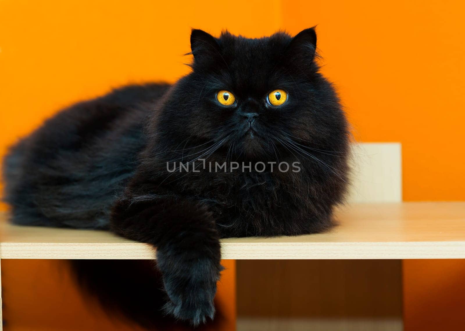 Black male cat taking rest at orange background