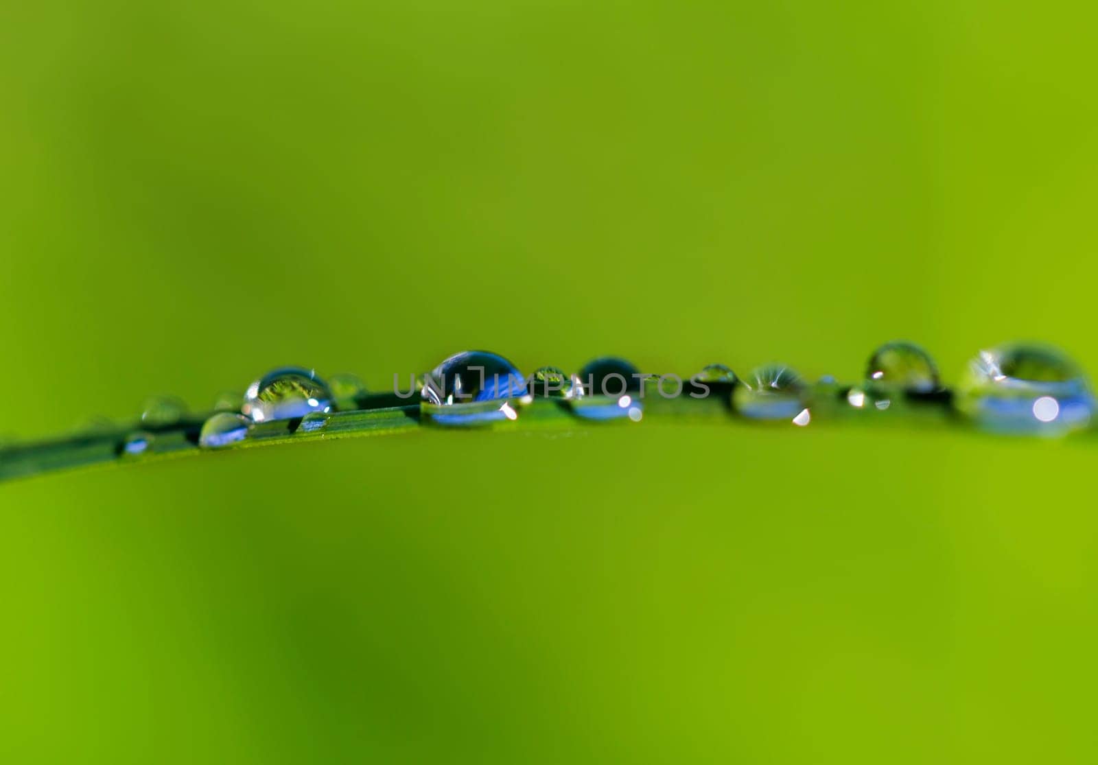 Zoomed dew drops on grass leafe after rain