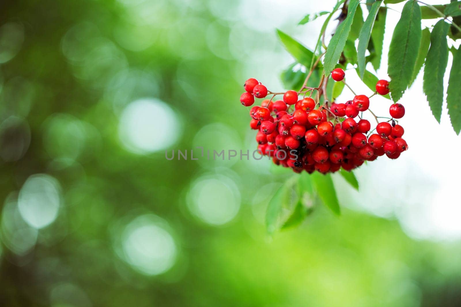Bunch of ripe rowan hanging on tree branch
