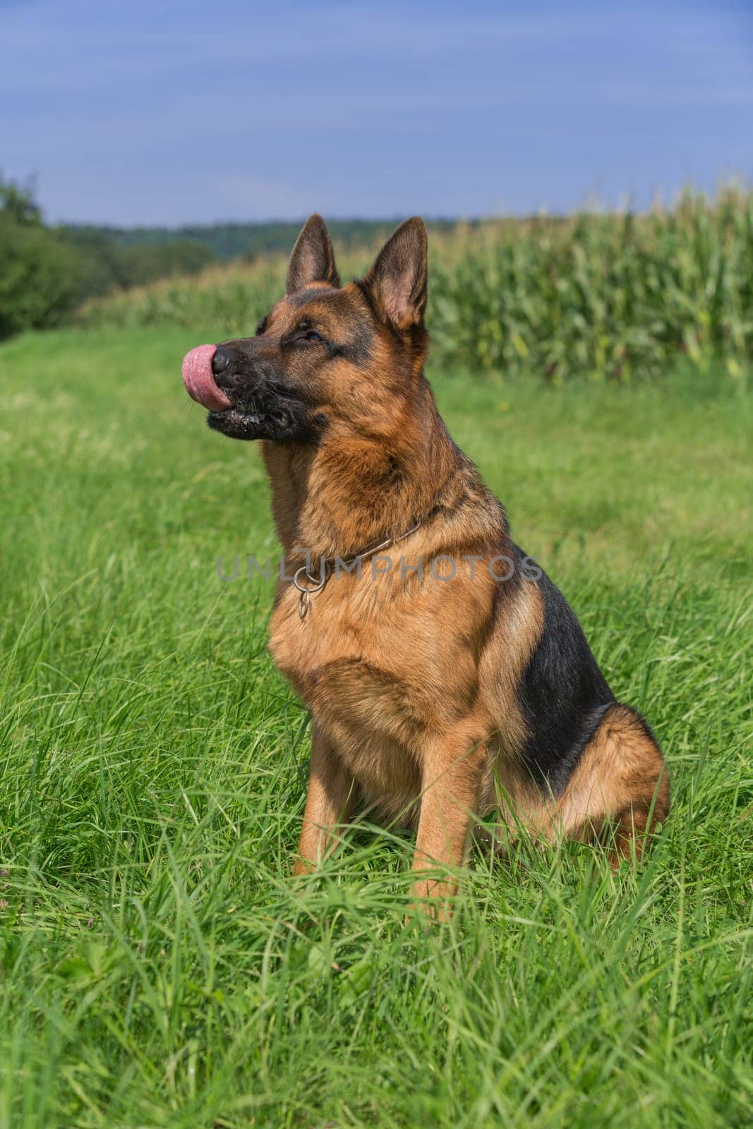 Portrait German Shepherd sitting in a meadow