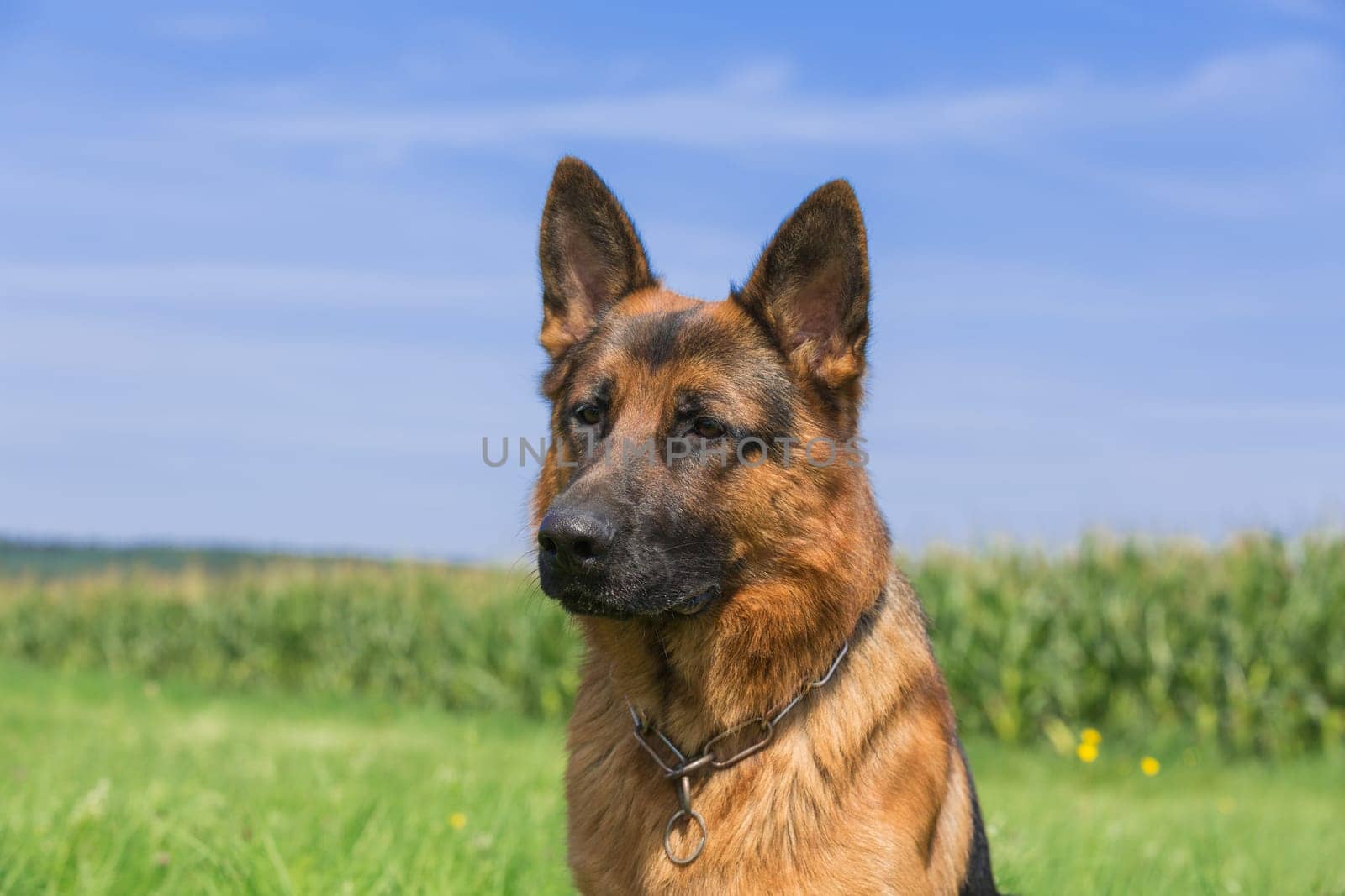 Portrait German Shepherd sitting in a meadow