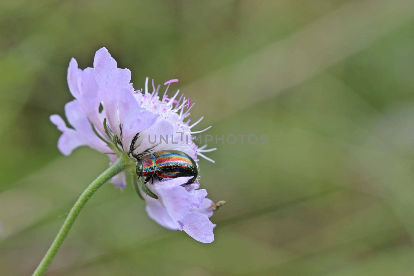 Rainbow leaf beetle (Chrysolina cerealis) on pigeon scabiosis (Scabiosa columbaria)