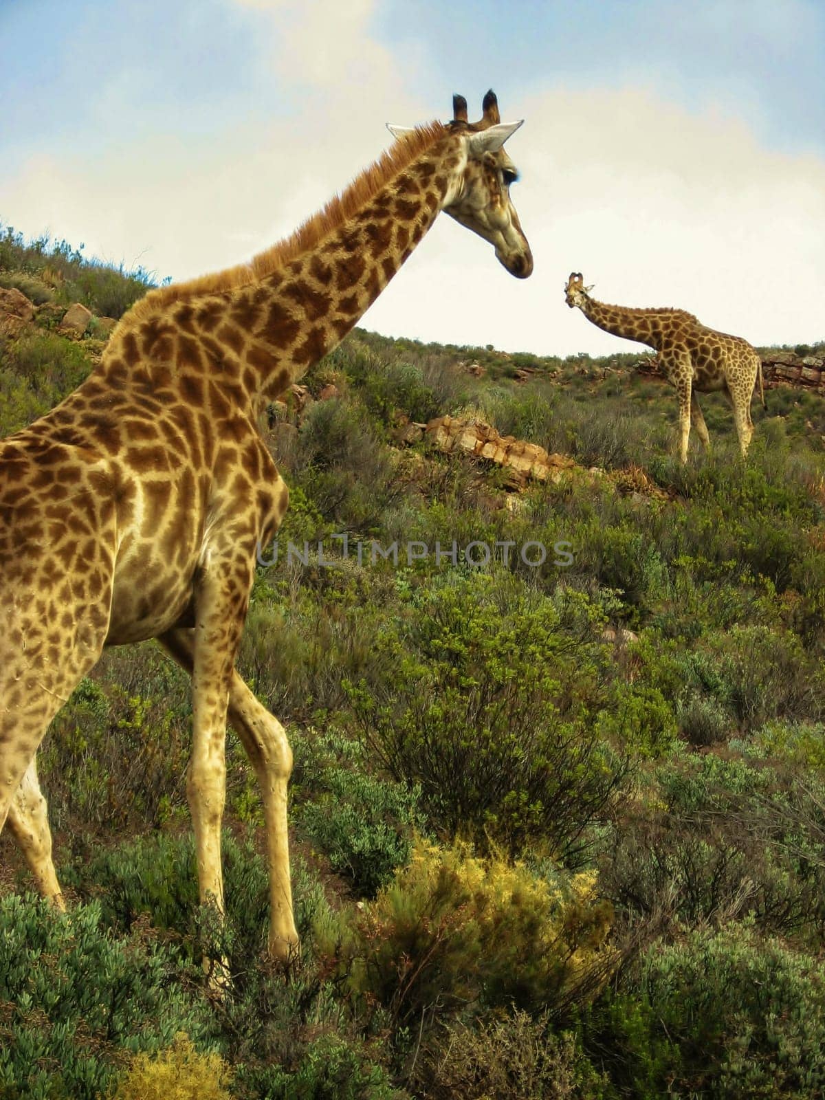 Two girafffes in African hills