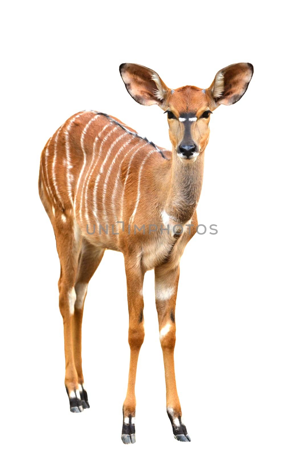 female nyala isolated on a white background
