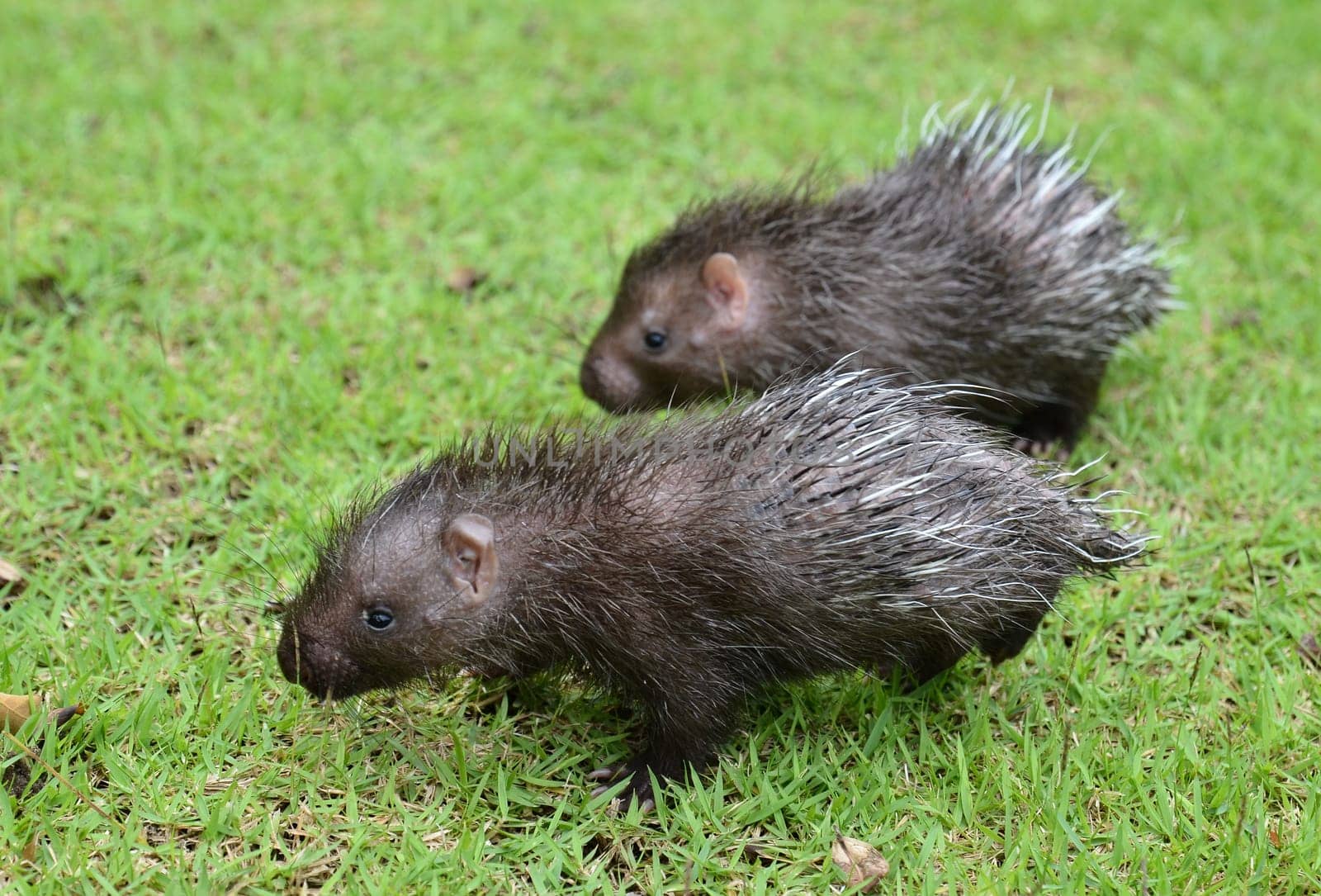 baby porcupine ( Hystrix brachyura ) walking on green grass