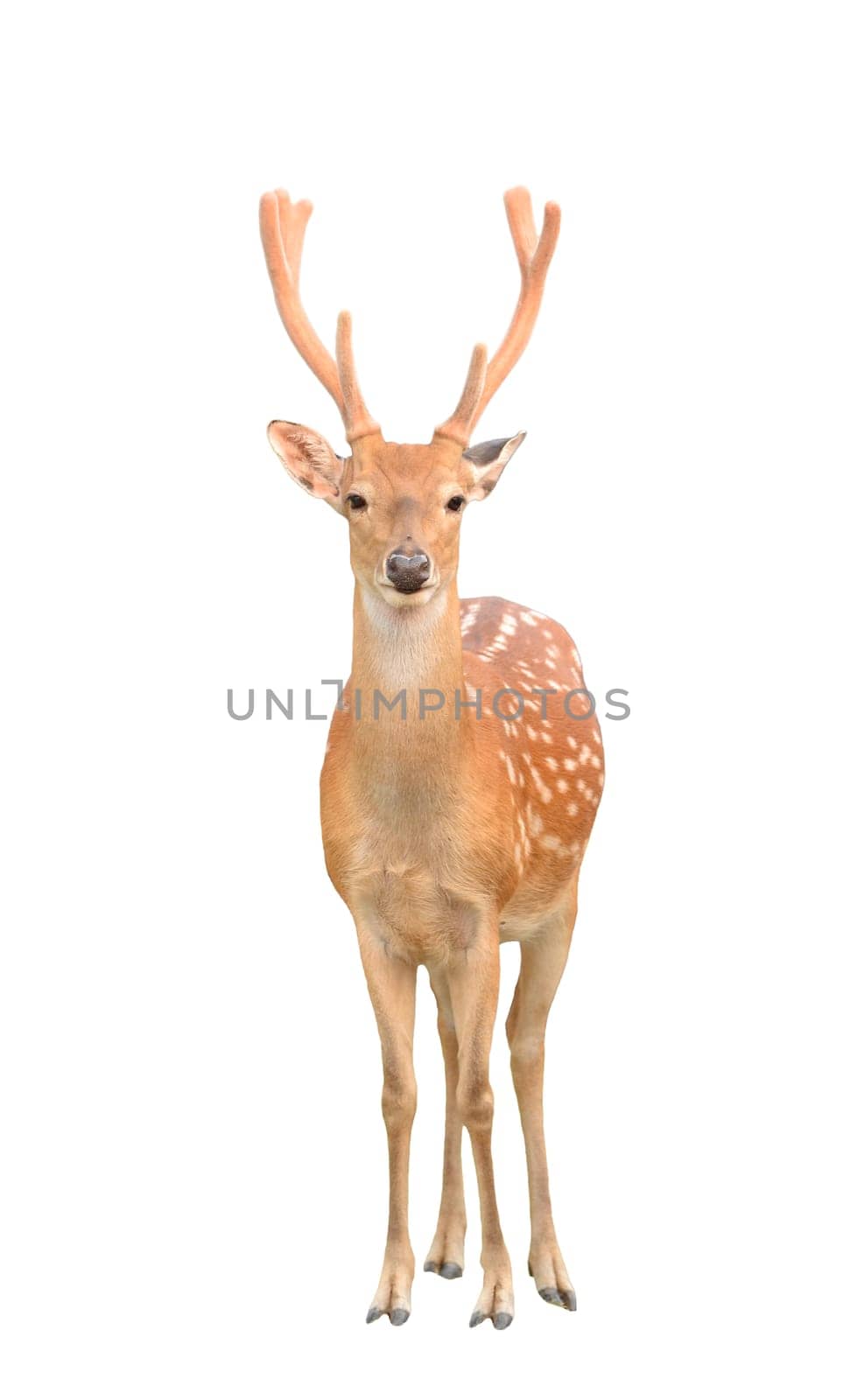 male sika deer isolated on white background