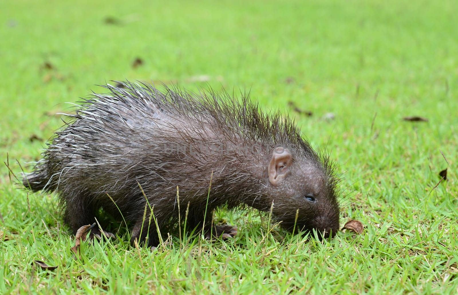 baby porcupine ( Hystrix brachyura ) walking on green grass