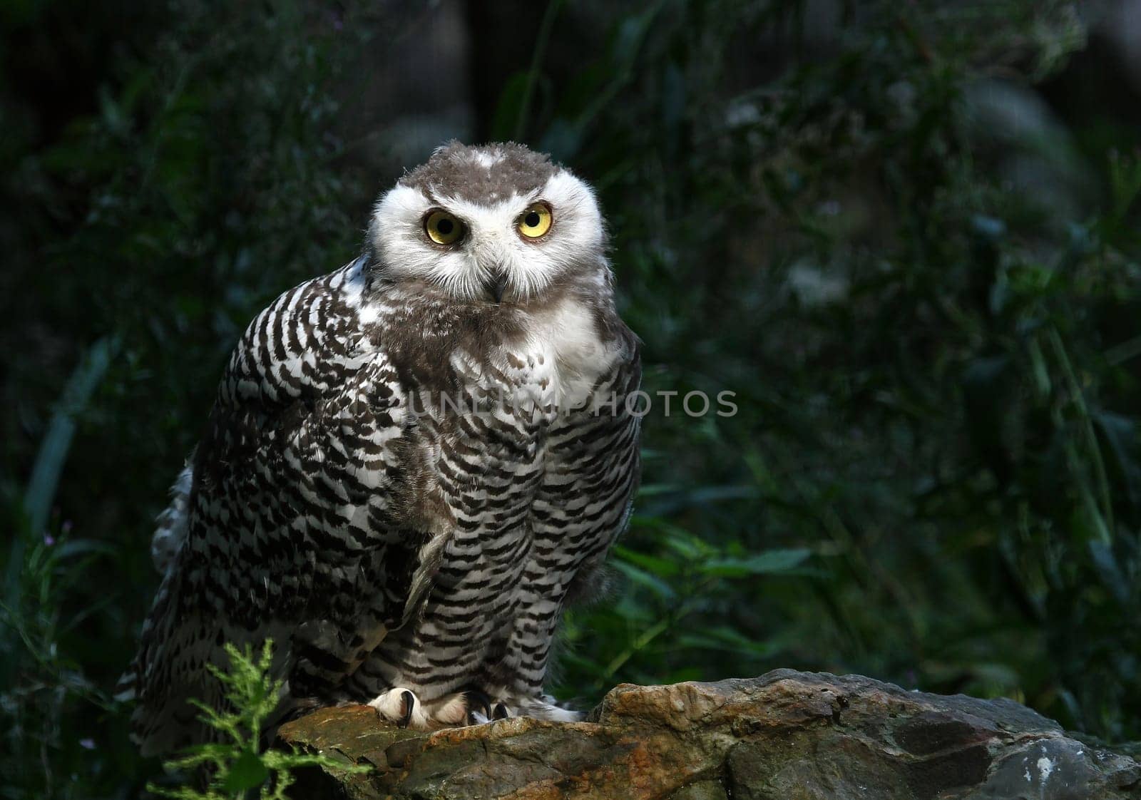 Snowy owl