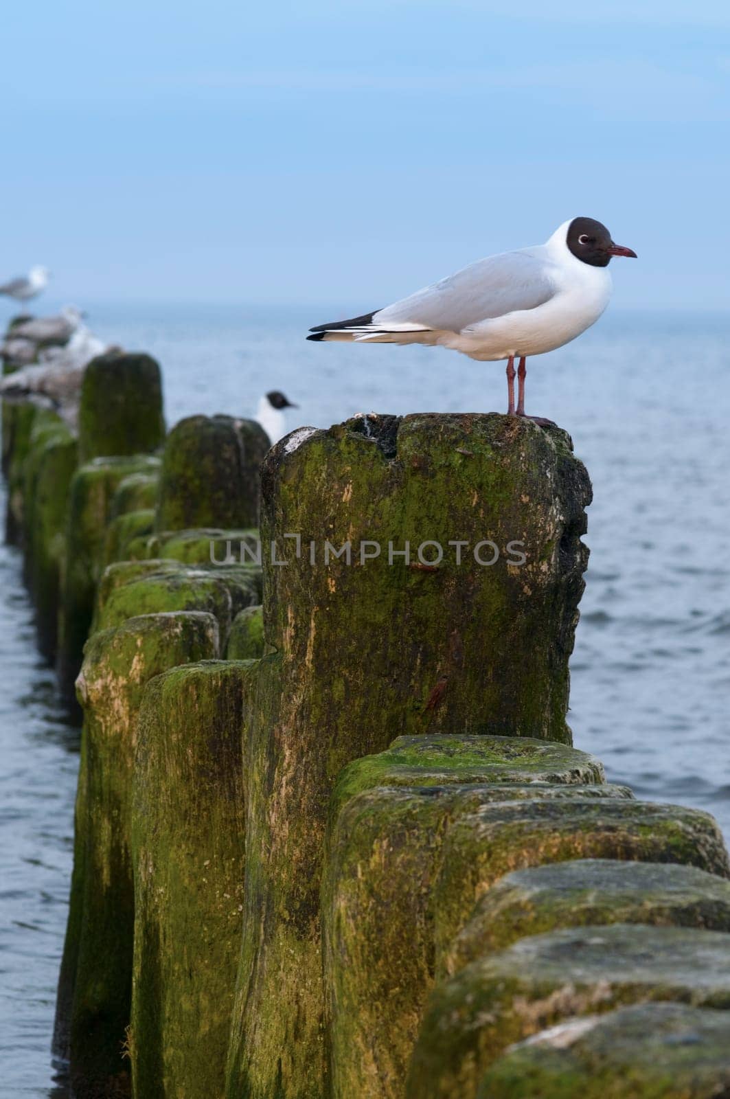 Full body side view of a black-headed gull (Larus ridibundus) sitting on the stakes of a seaweed groyne on the Baltic Sea coast on Usedom