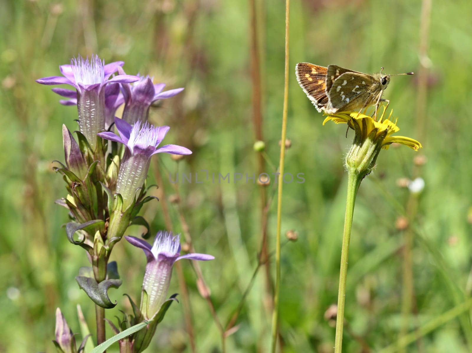 Comma skipper (Hesperia comma) and German fringed gentian (Gentianella germanica) on the Dörnberg