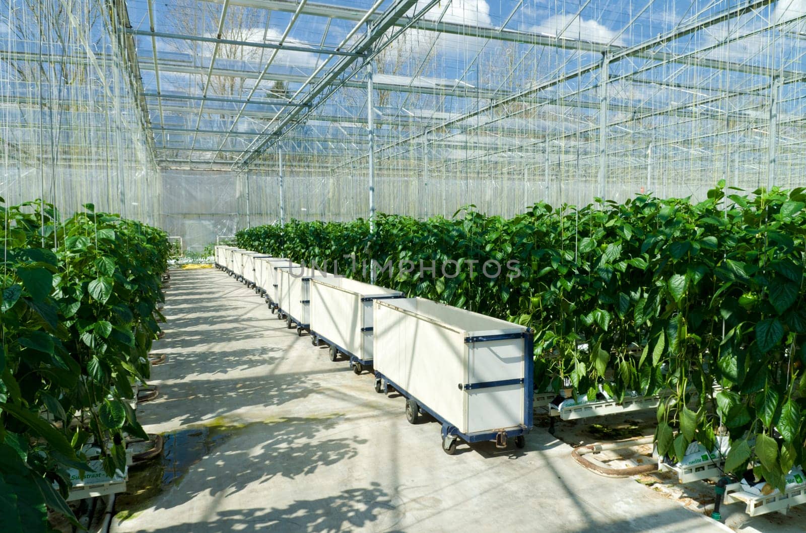 cultivation of bell peppers in a commercial greenhouse in Klazienaveen, Netherlands