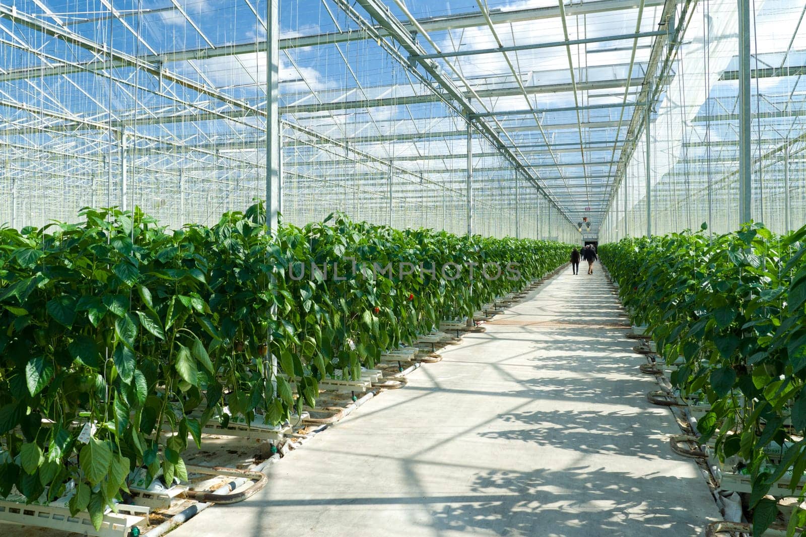 cultivation of bell peppers in a commercial greenhouse in Klazienaveen, Netherlands