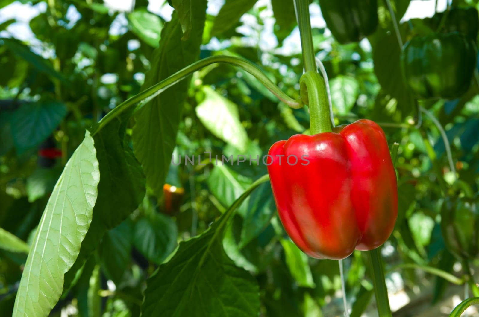 ripe red bell pepper in a commercial greenhouse