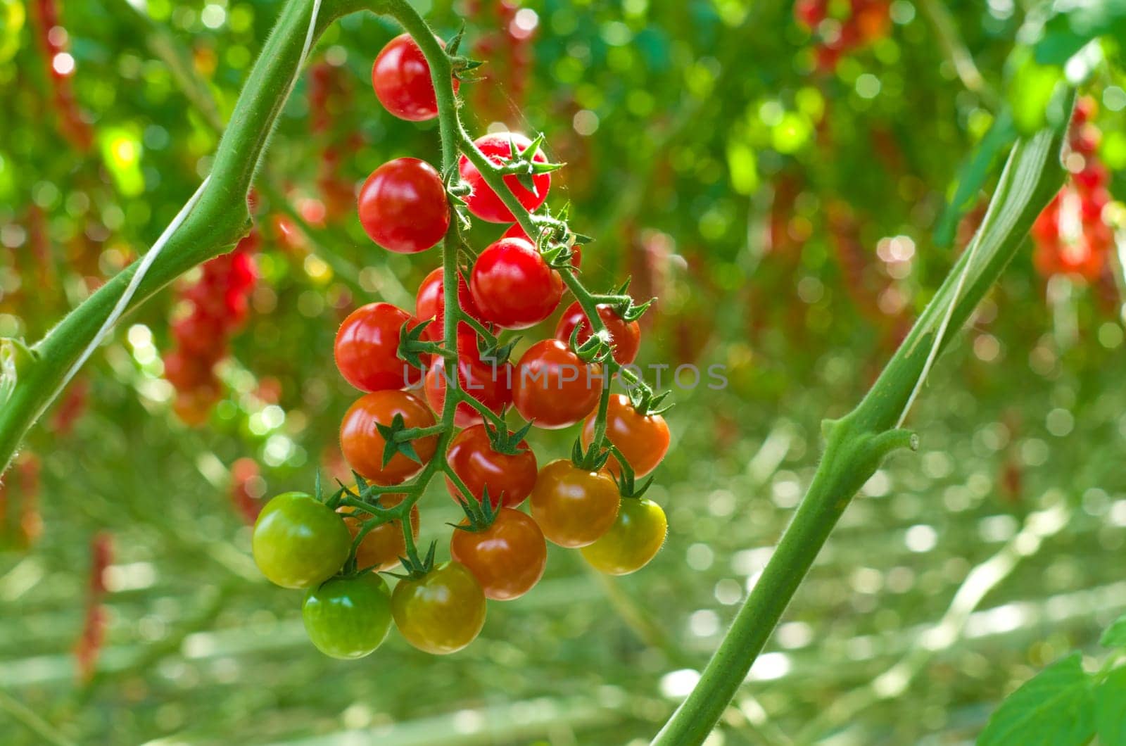 cultivation of tomatoes in a commercial greenhouse in Klazienaveen, Netherlands