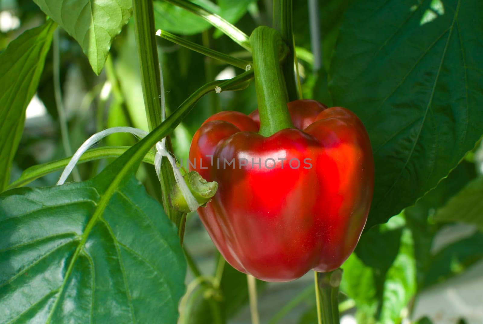 ripe red bell pepper in a commercial greenhouse