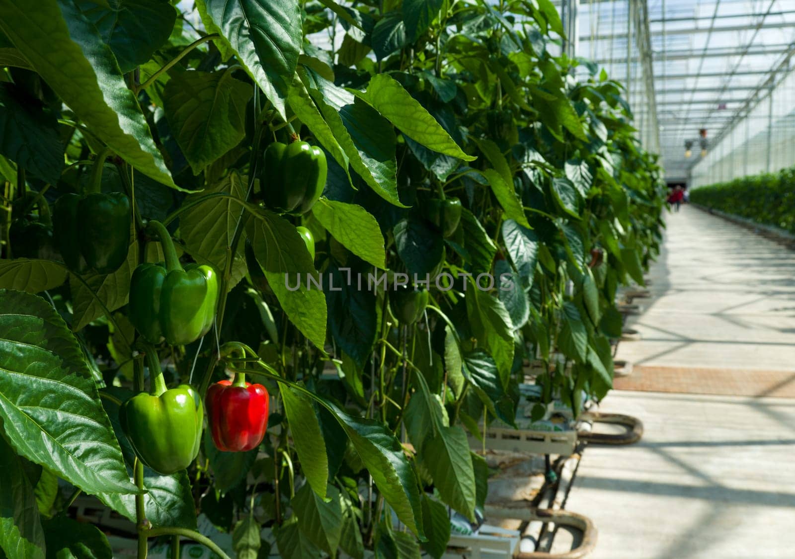 cultivation of bell peppers in a commercial greenhouse in Klazienaveen, Netherlands