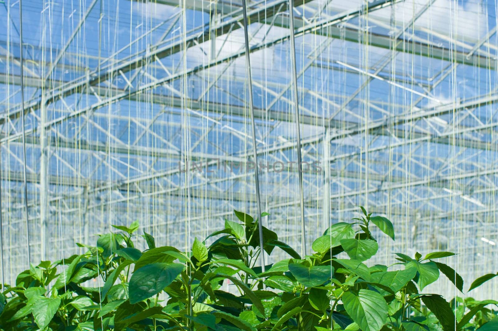 cultivation of bell peppers in a commercial greenhouse in Klazienaveen, Netherlands
