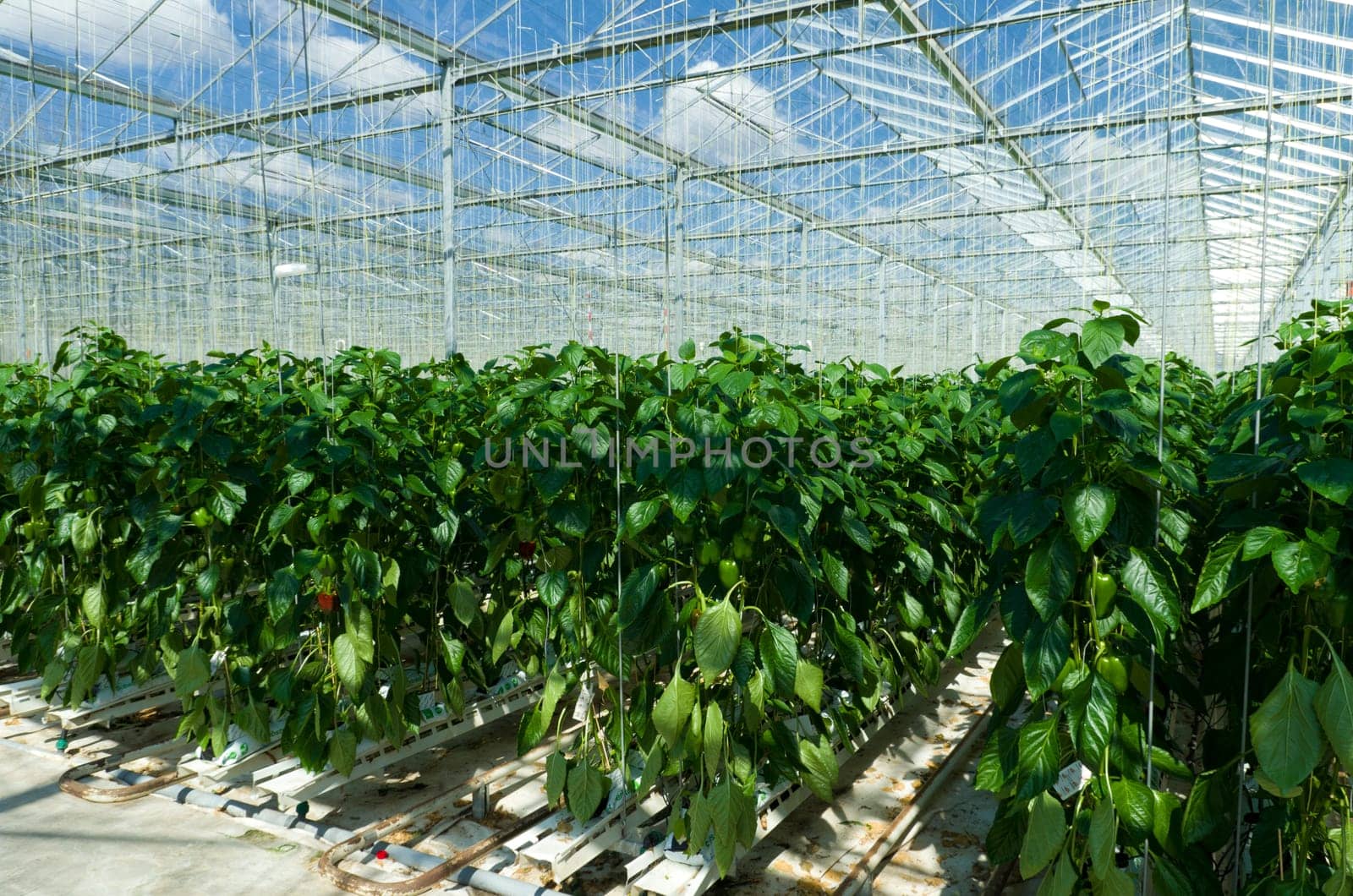 cultivation of bell peppers in a commercial greenhouse in Klazienaveen, Netherlands