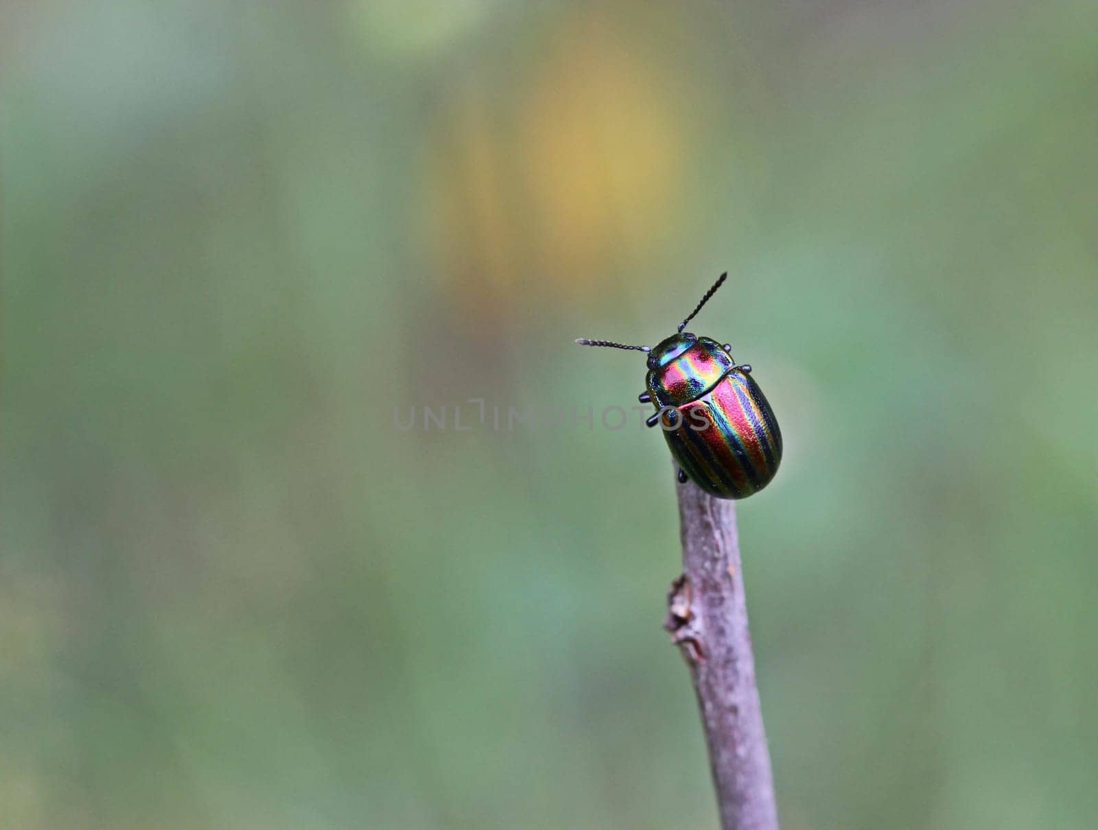 Rainbow leaf beetle (Chrysolina cerealis) on blade of grass