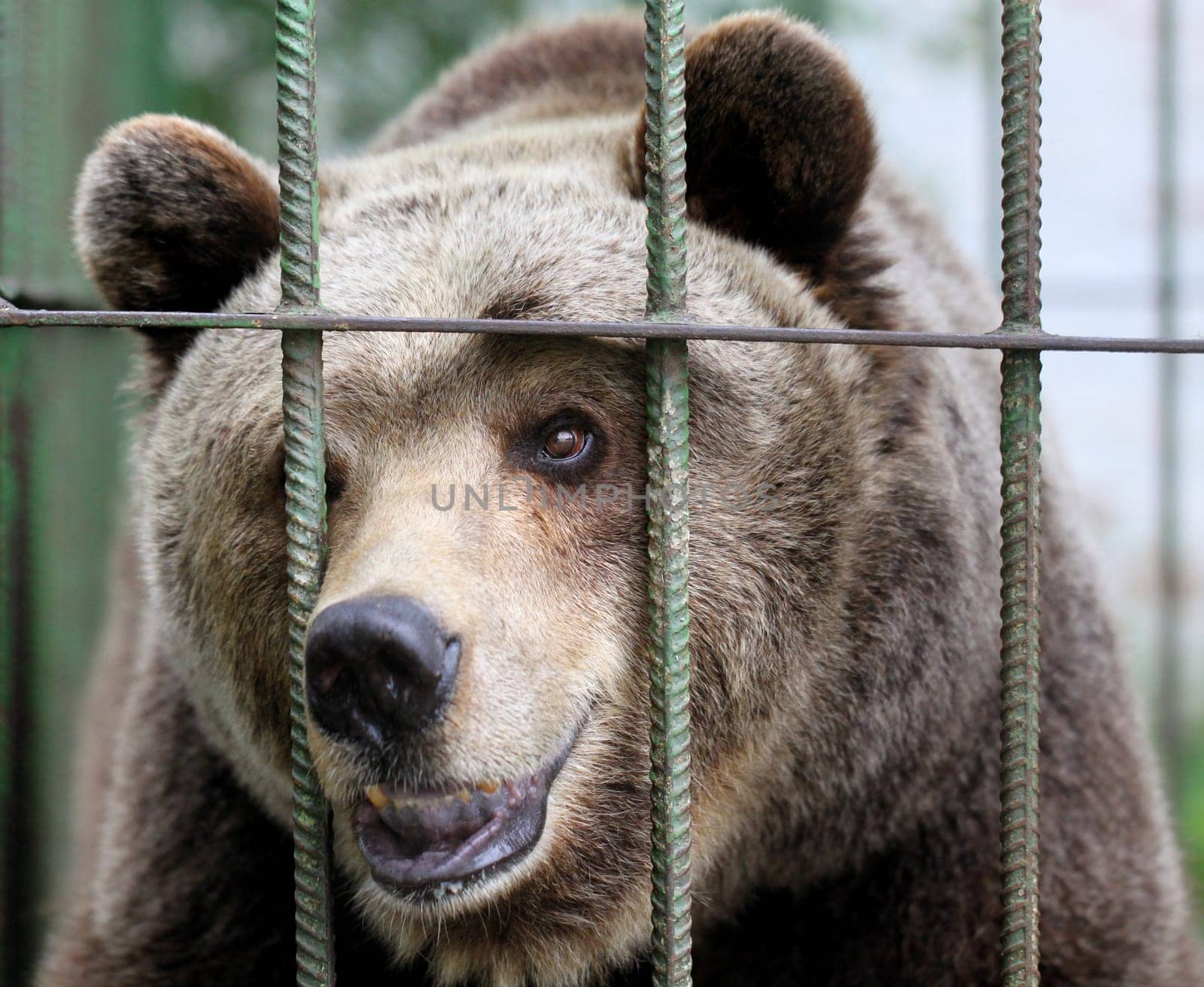 Portrait of a brown bear in a cage