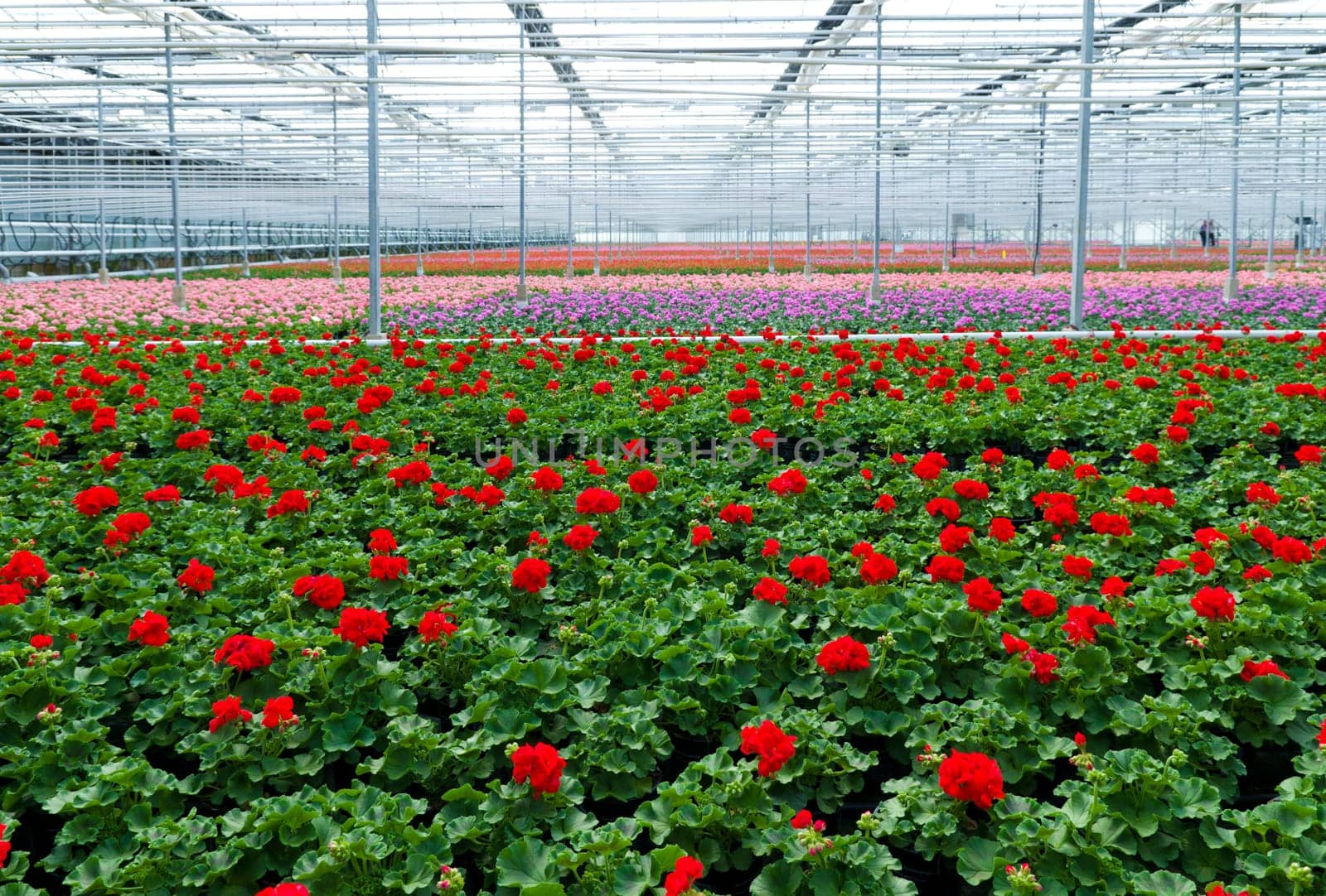 cultivation of geranium flowers in a greenhouse in Klazienaveen, netherlands