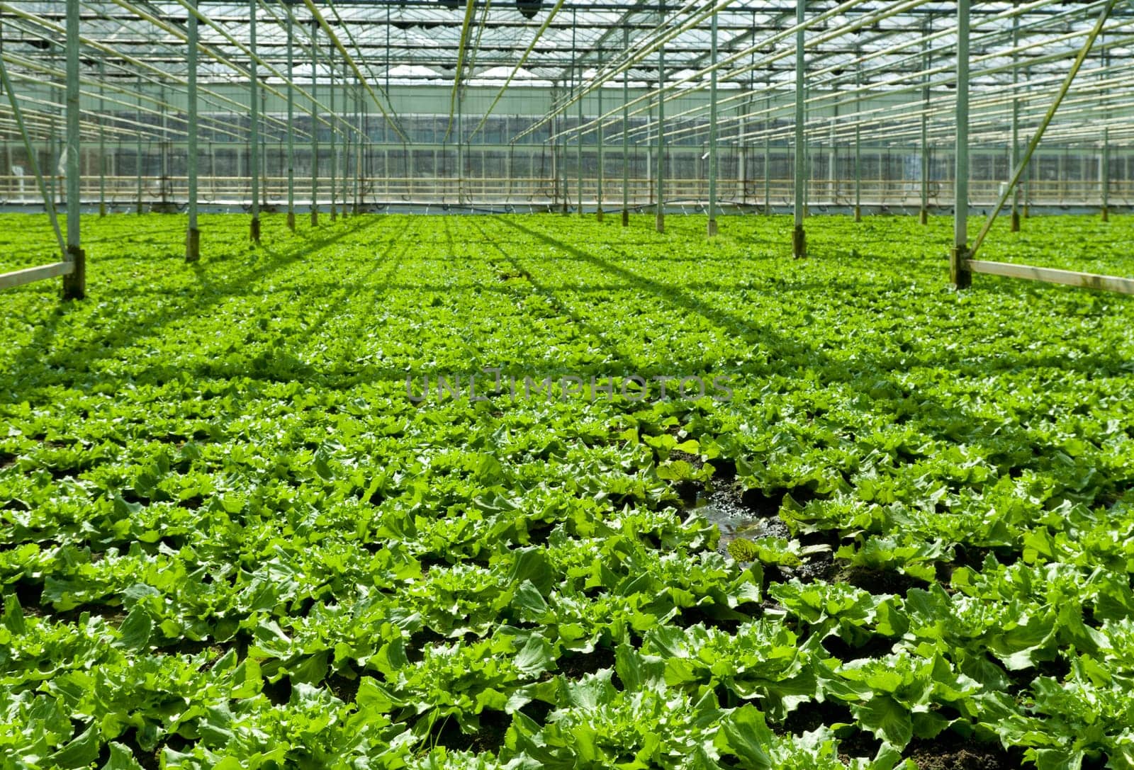cultivation of endive in a commercial greenhouse in Klazienaveen, netherlands