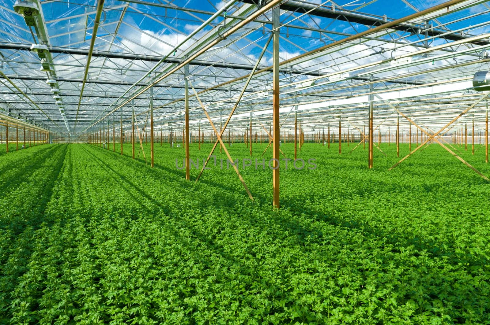 cultivation of golden daisy flowers in a greenhouse in Klazienaveen, netherlands