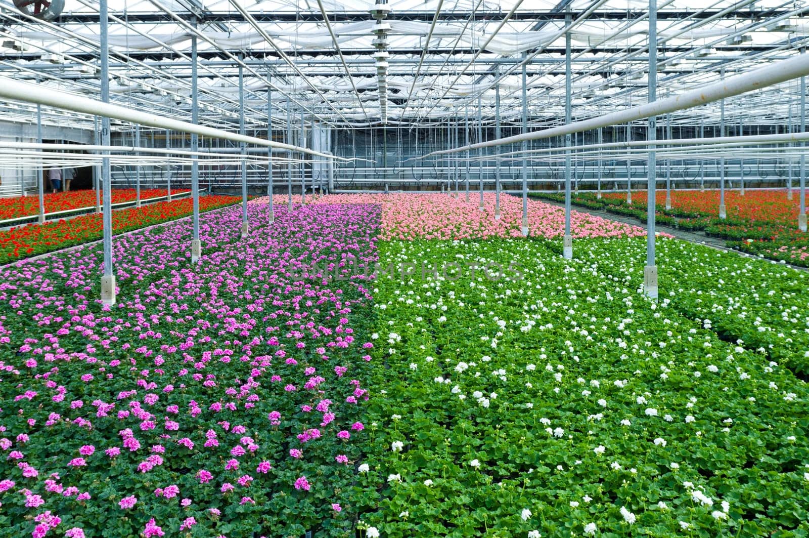 cultivation of geranium flowers in a greenhouse in Klazienaveen, netherlands