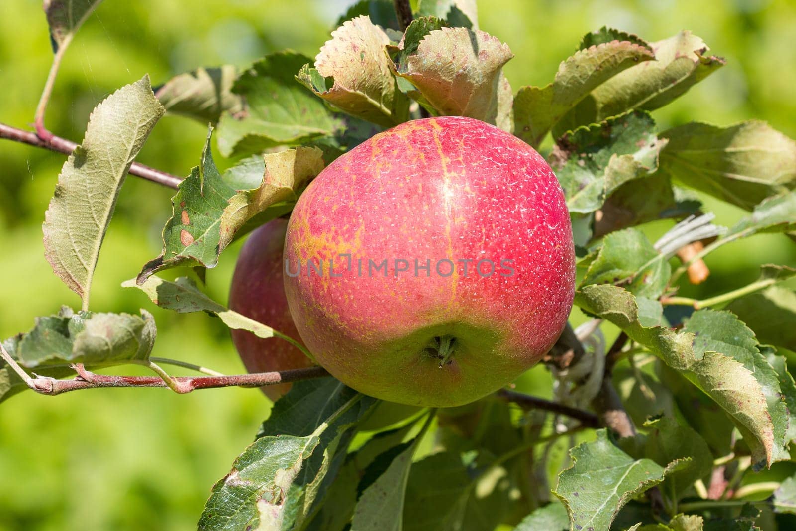 Apple tree with red apples in a garden