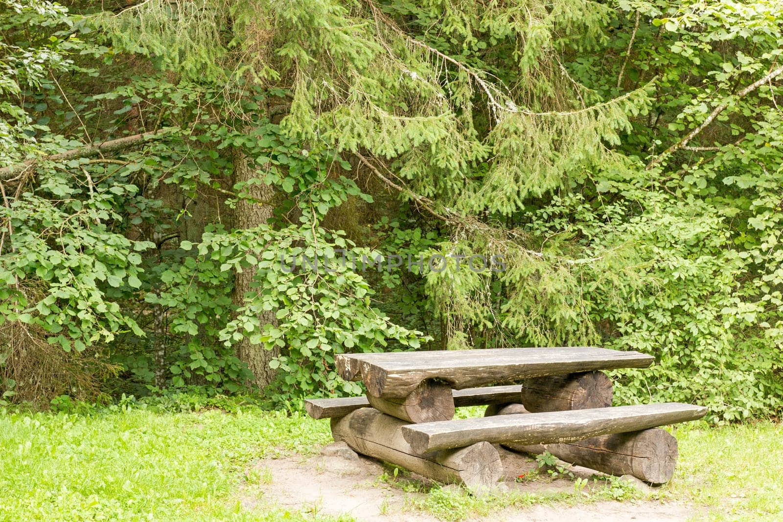 Picnic place in forest opening at sunny day