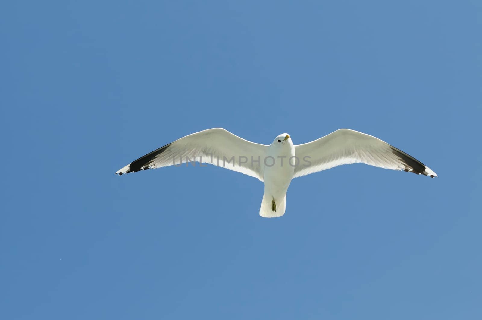 herring gull