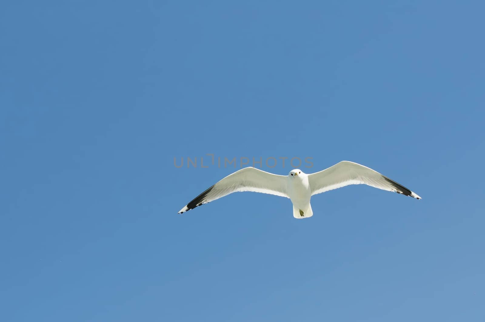 herring gull