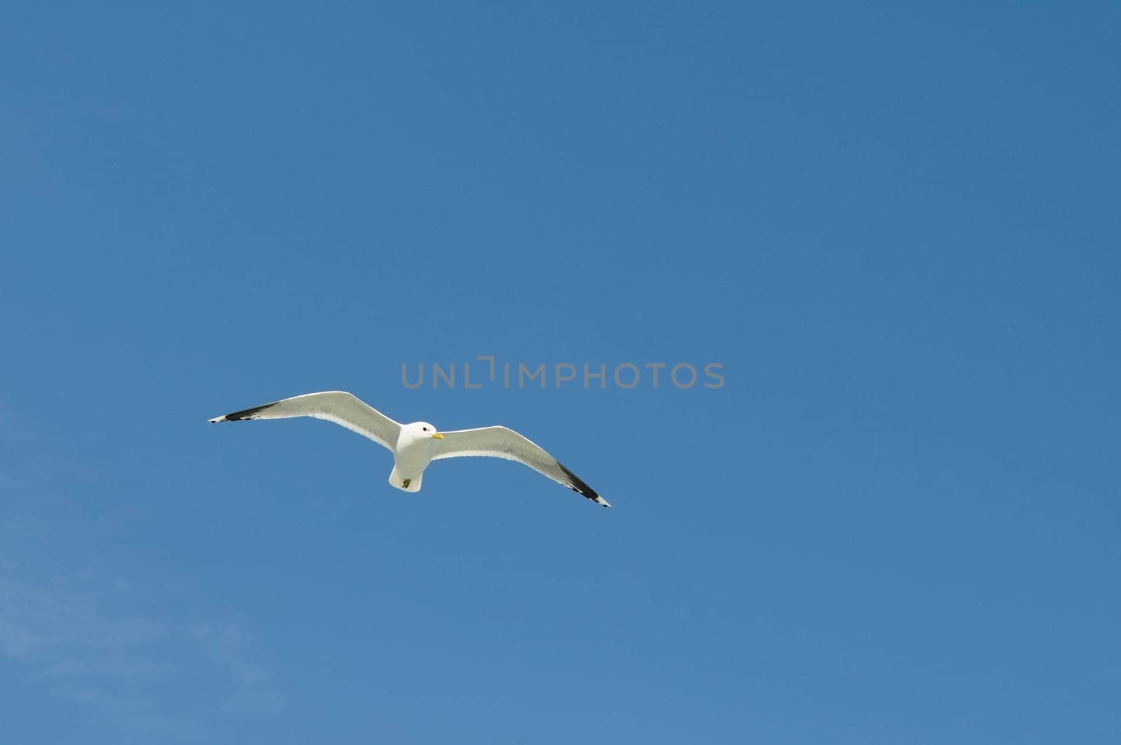 herring gull