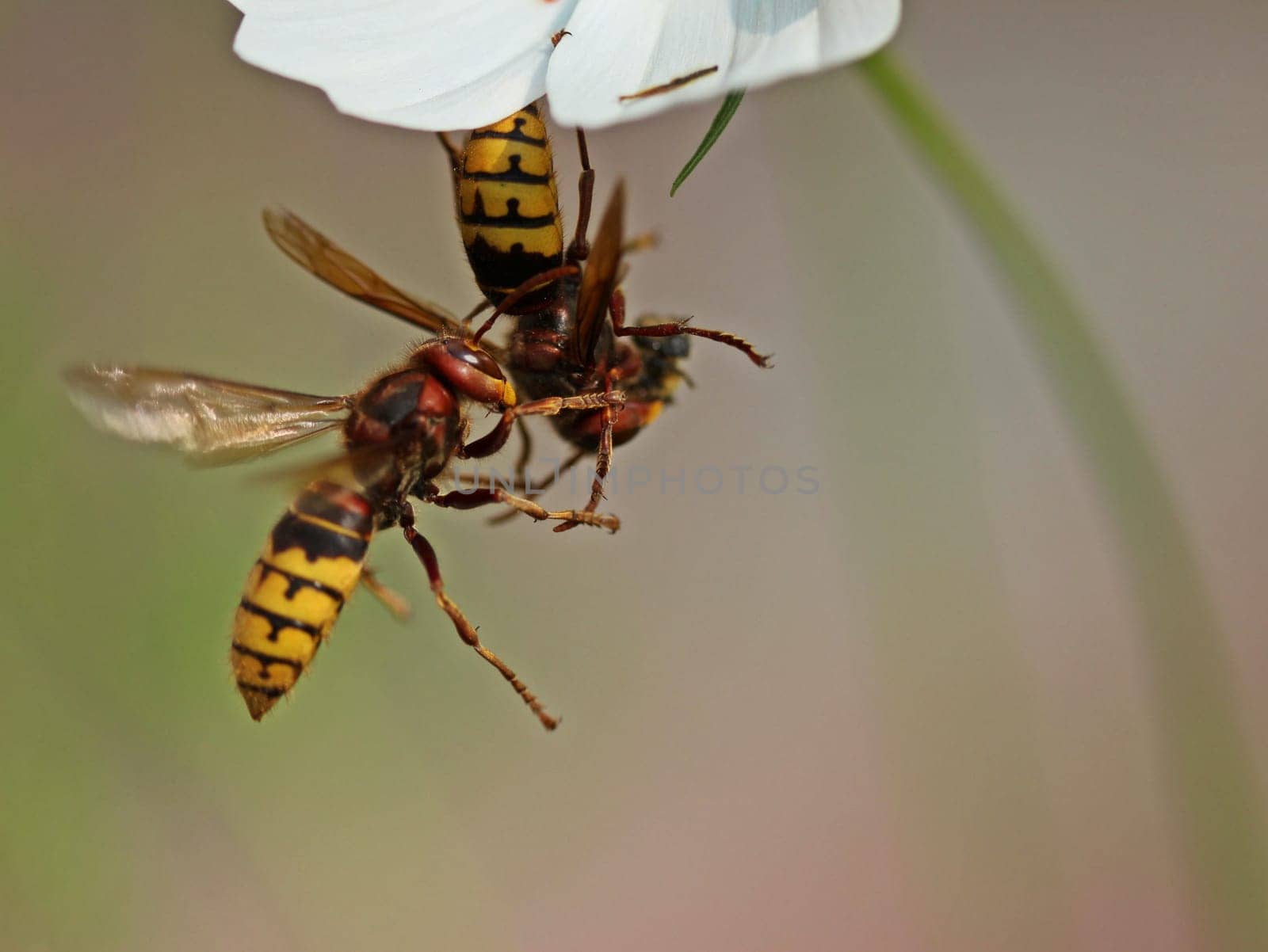 Two hornets (Vespa crabro) fight over the prey