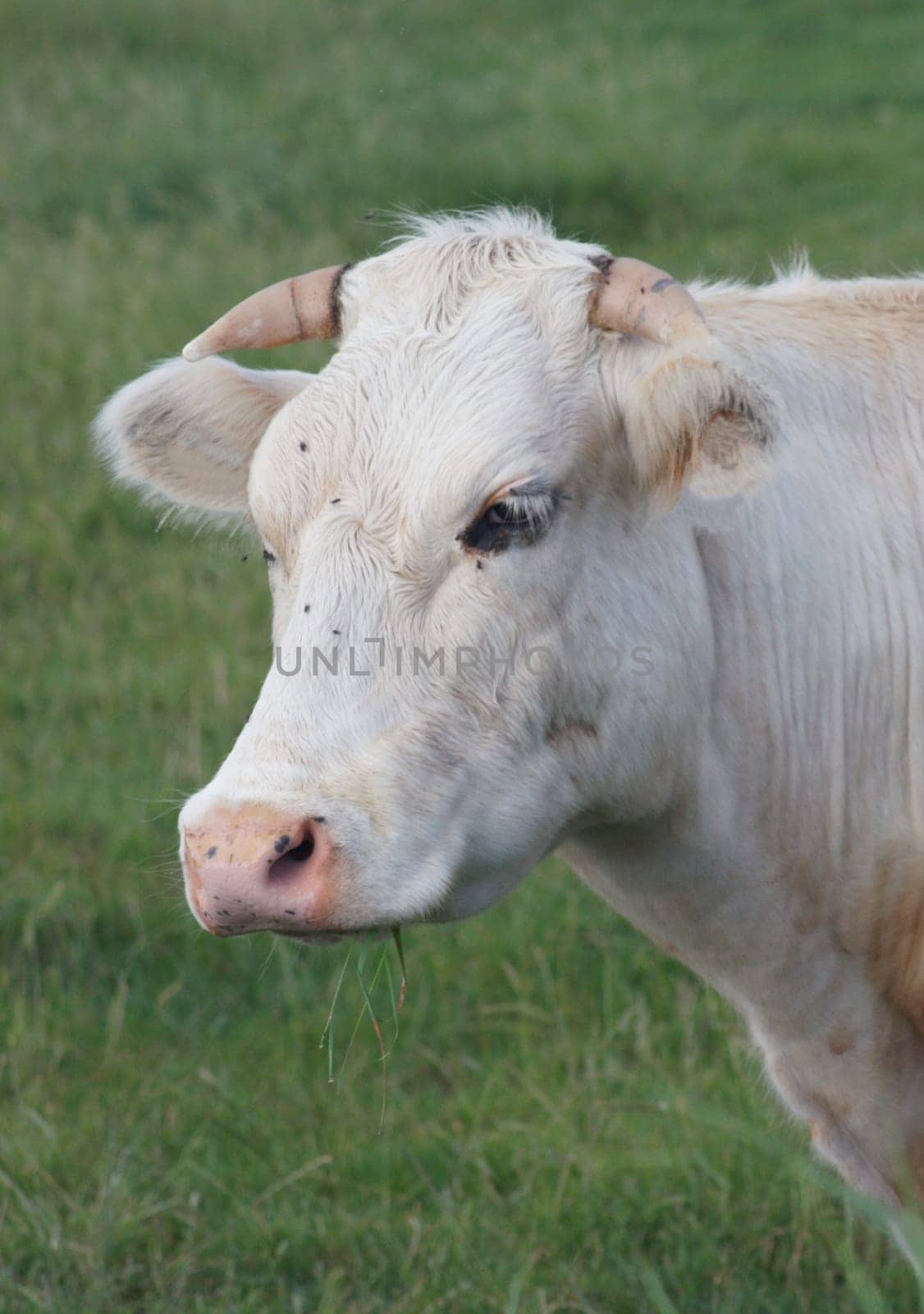Portrait of a white cow