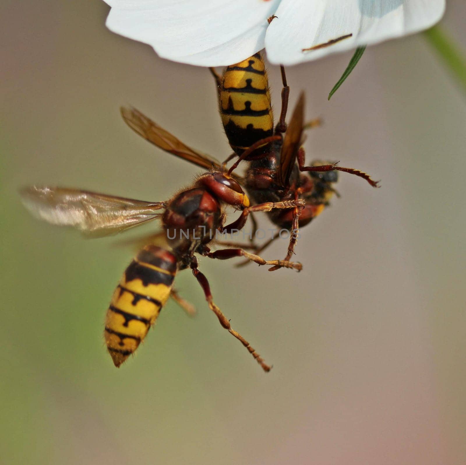 Two hornets (Vespa crabro) fight over the prey