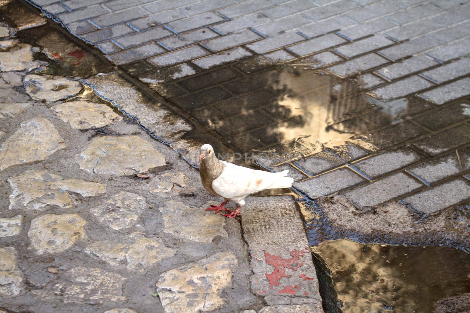 A pigeon standing in the path.