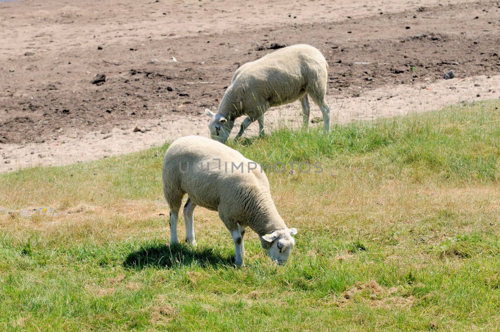 Sheep in the boat