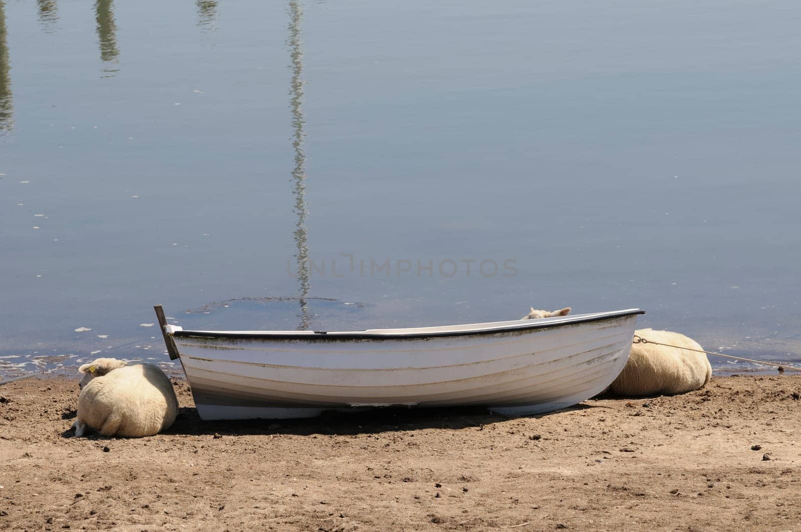 Sheep in the boat
