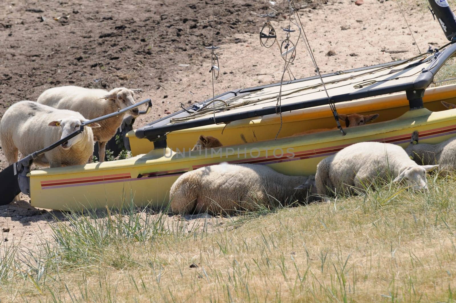 Sheep in the boat