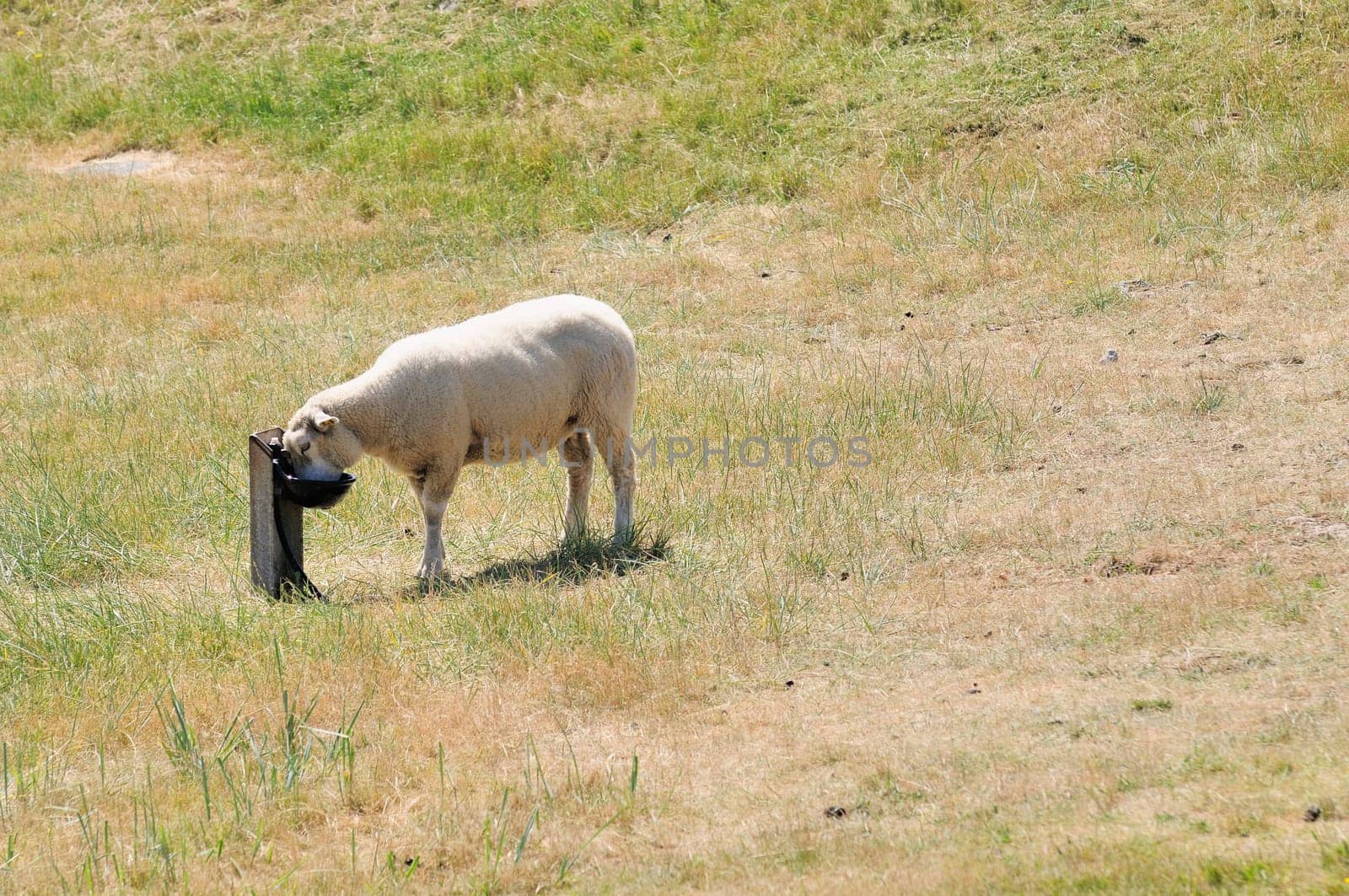 Sheep in the boat