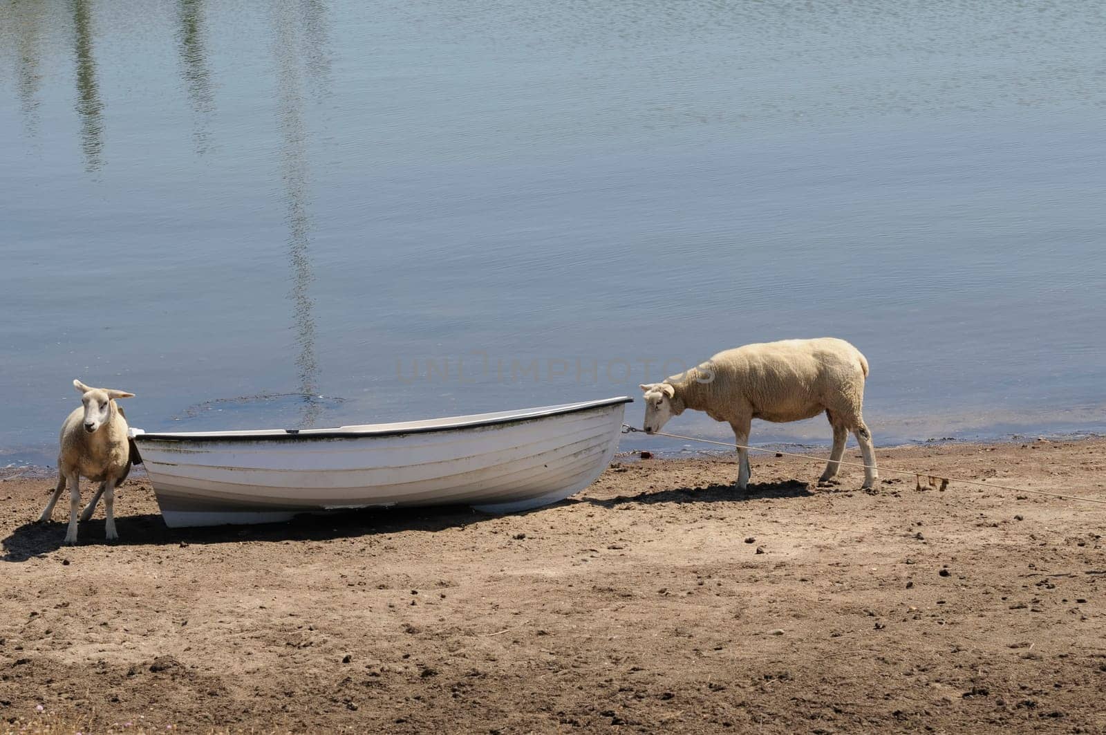 Sheep in the boat