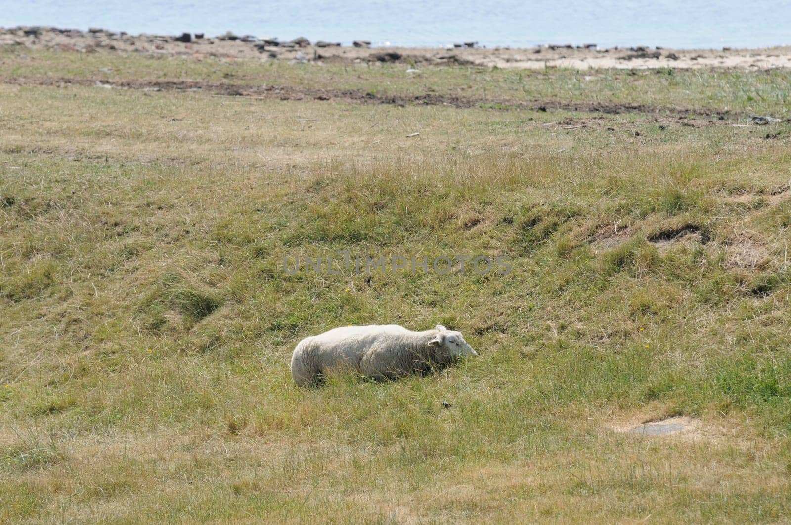 Sheep in the boat