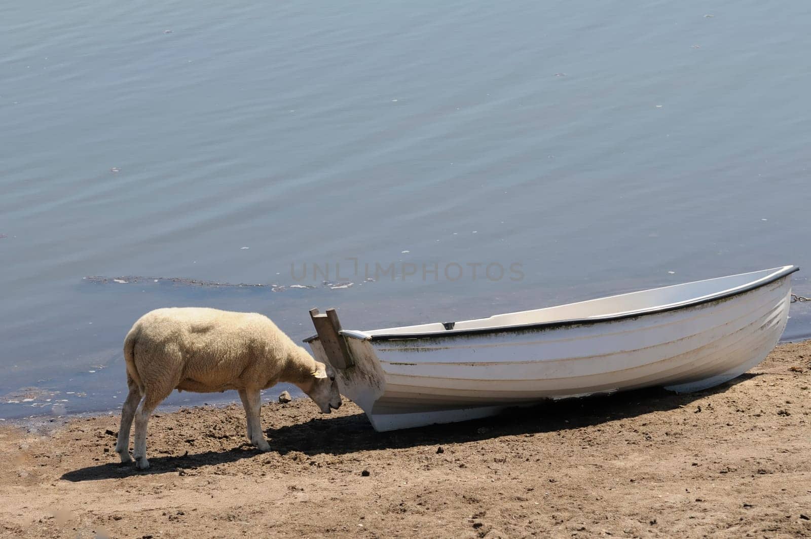 Sheep in the boat