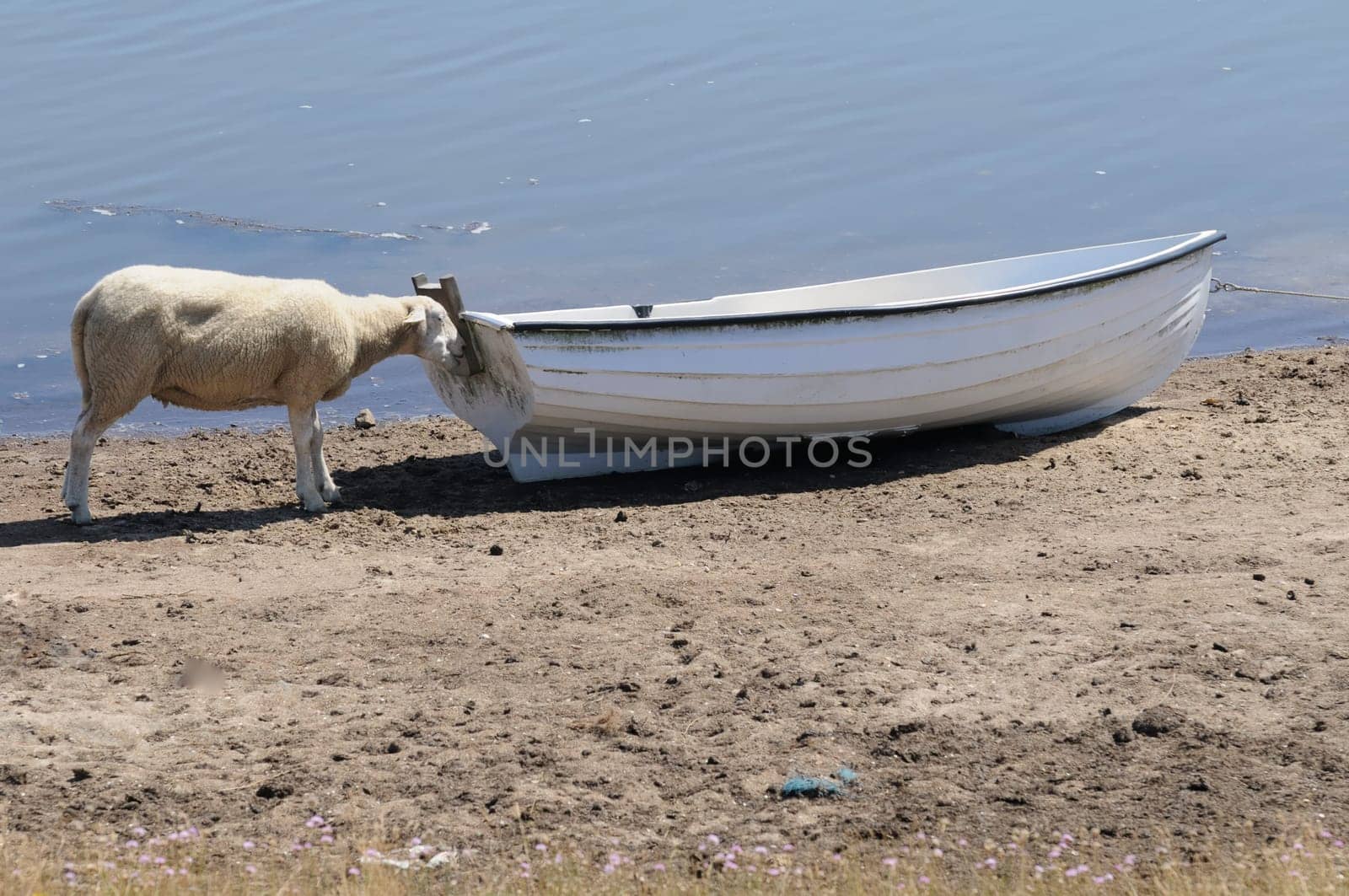 Sheep in the boat